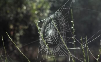 Inset vs Overlay Shaker Cabinets