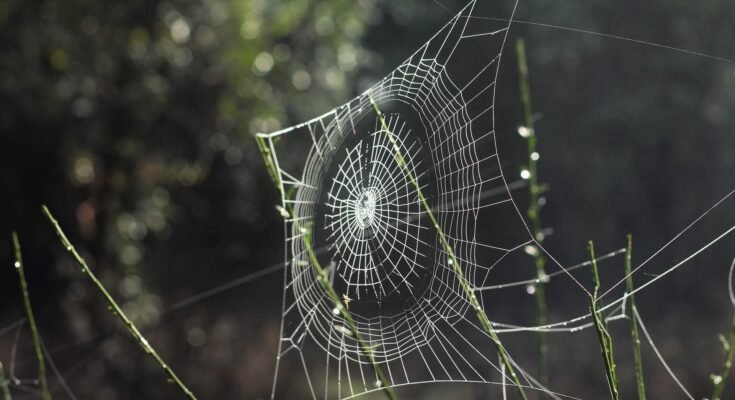 Inset vs Overlay Shaker Cabinets